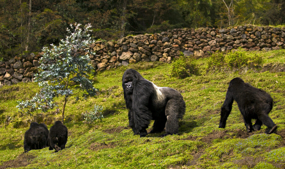 Gorillas in Rwanda