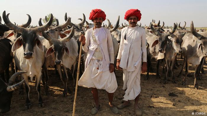 Two men stand with a herd of cattle
