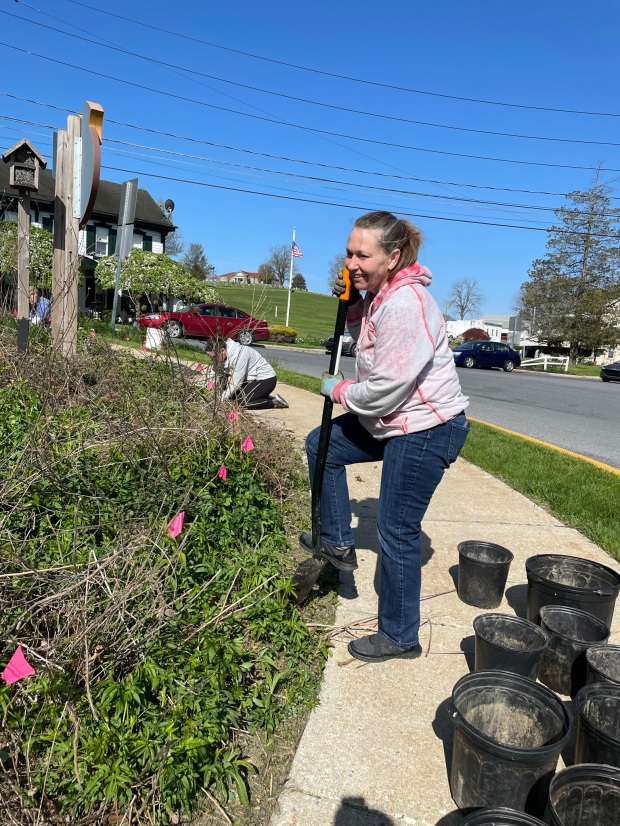 Toni Sprinkle works on cleaning up the Kutztown pollinator garden...
