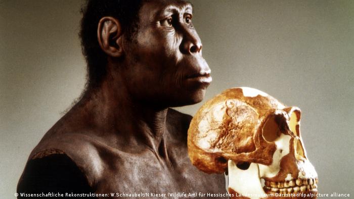 Skull of a homo erectus