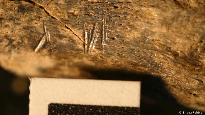1.5 million year old butchered animal fossil bone from Koobi Fora, Kenya