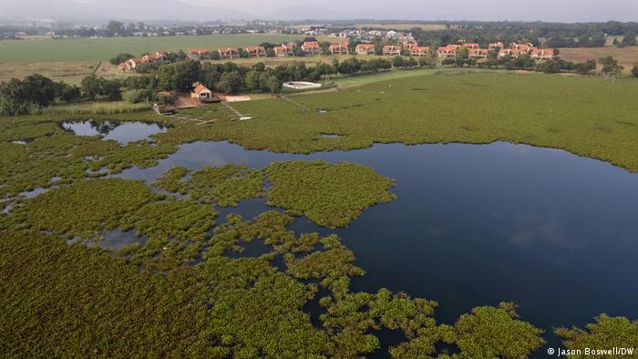 An aerial viewing showing the vast mats created by the free-floating weed