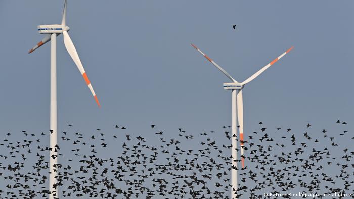 A flock of starlings (Sturnus vulgaris) flies over a field with wind turbines.