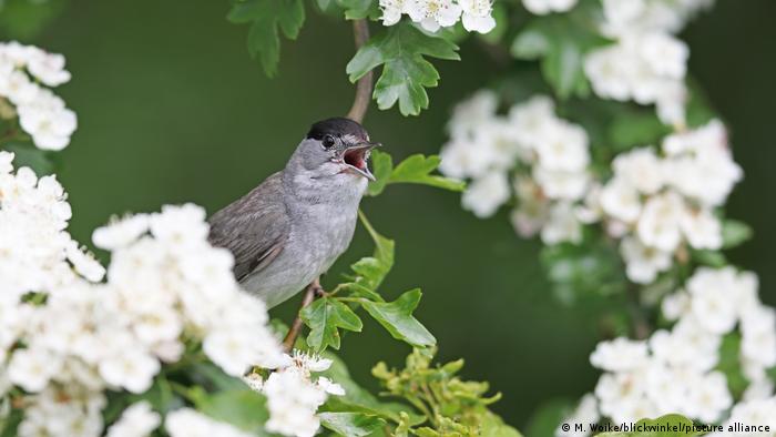 A male blackcap (Sylvia atricapilla) sings on flowering hawthorn branches