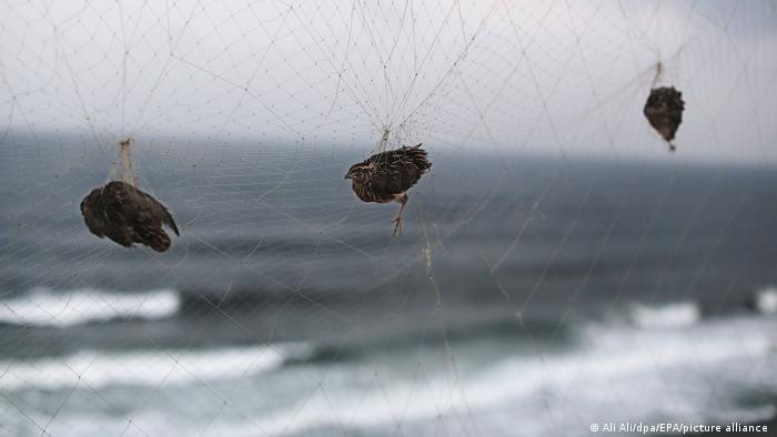 Three birds hang in a net on the coast of the Gaza Strip