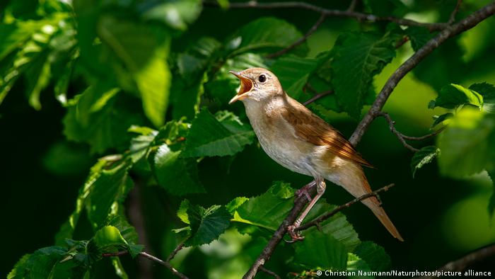 Singing nightingale (Luscinia megarhynchos) in a beech hedge