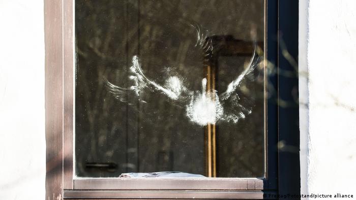 Imprint of a bird hitting a pane of glass. 
