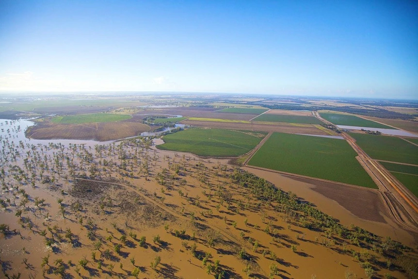 Aerial shot of flood waters flowing adjacent to irrigated crops in NSW