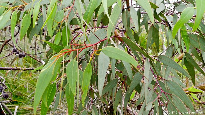 Australia: Leaves on a eucalyptus tree