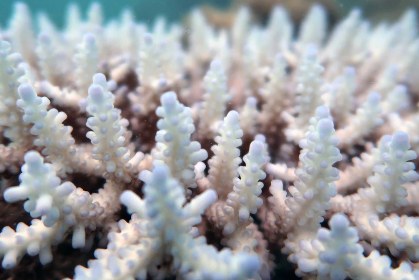 A close-up of bleached coral.