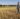 The wheat field is less than knee high to the farmer, who is wearing jeans, a long sleeve shirt and a cap and looking down at the wheat.