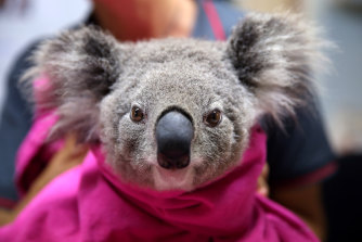 A koala getting treatment at Port Macquarie Koala Hospital after bushfires.