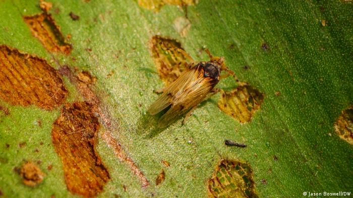 A water hyacinth planthopper, Megamelus scutellaris, sits on a hyacinth leaf showing the damage inflicted on the invasive plant by the insect