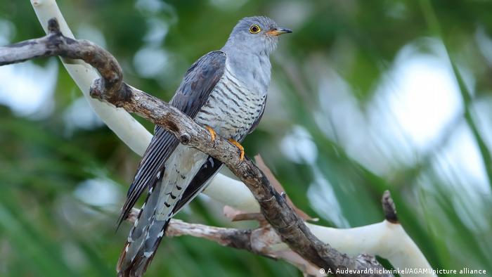 A Horsfield cuckoo sits on a branch. 