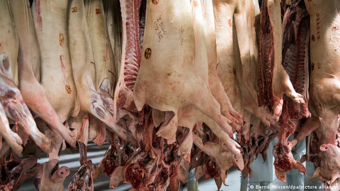 Freshly slaughtered pigs are hanging in a cld warehouse